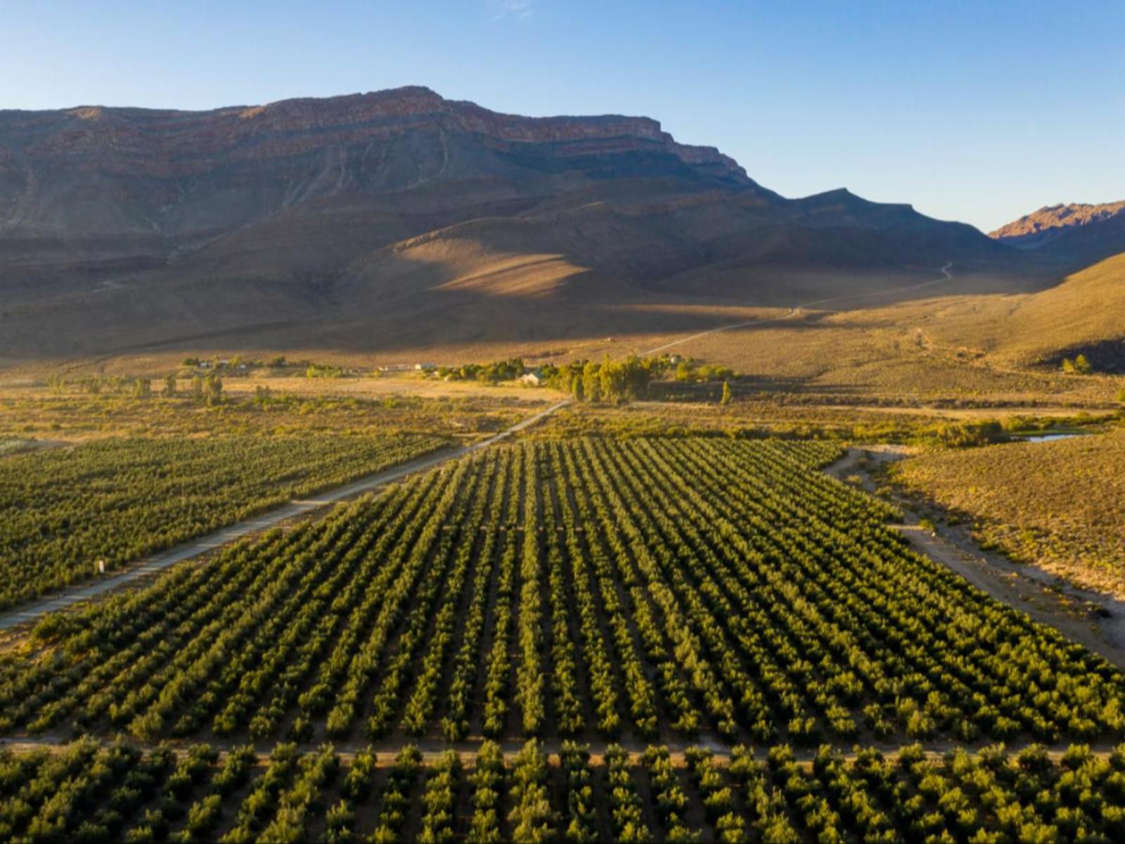 Mount Ceder Lodge Cederberg Wilderness Area Western Cape South Africa Complementary Colors, Canola, Nature, Agriculture, Plant