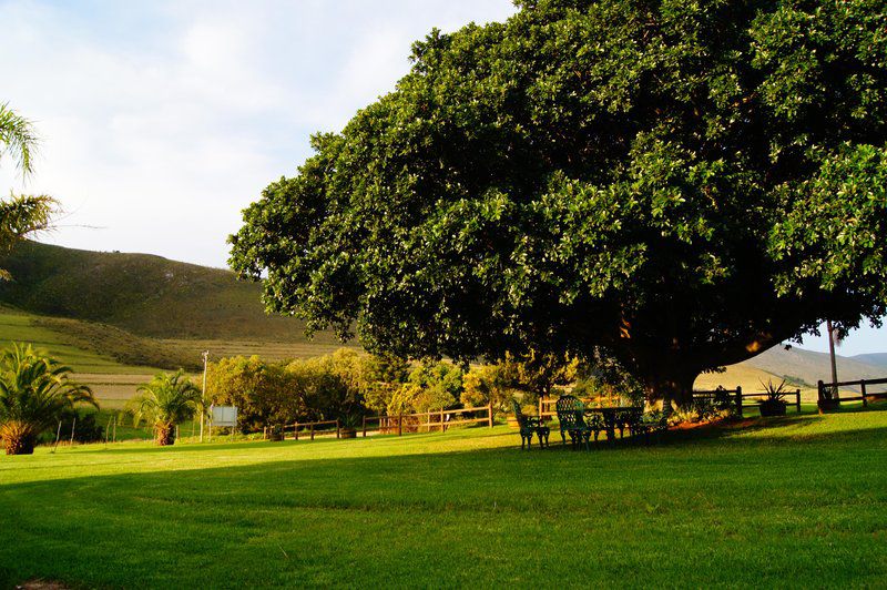 Mount Ingwe Lodge Patensie Eastern Cape South Africa Palm Tree, Plant, Nature, Wood