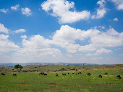 Mount Savannah Game Reserve By Dream Resorts Krugersdorp Gauteng South Africa Complementary Colors, Lowland, Nature