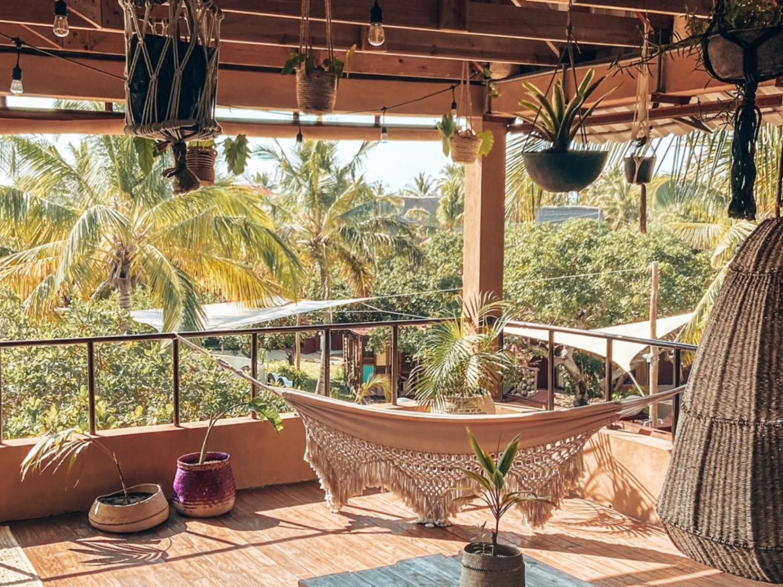 Mozambeat Motel, Palm Tree, Plant, Nature, Wood