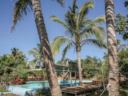 Mozambeat Motel, Boat, Vehicle, Palm Tree, Plant, Nature, Wood, Swimming Pool