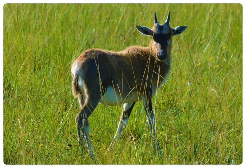 Premier Resort Mpongo Private Game Reserve Macleantown Eastern Cape South Africa Animal