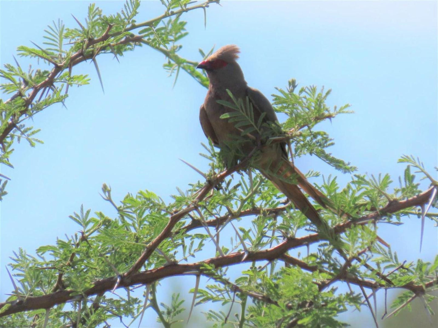 Mthembuskloof Country Lodge Ss Skosana Nature Reserve Mpumalanga South Africa Bird, Animal