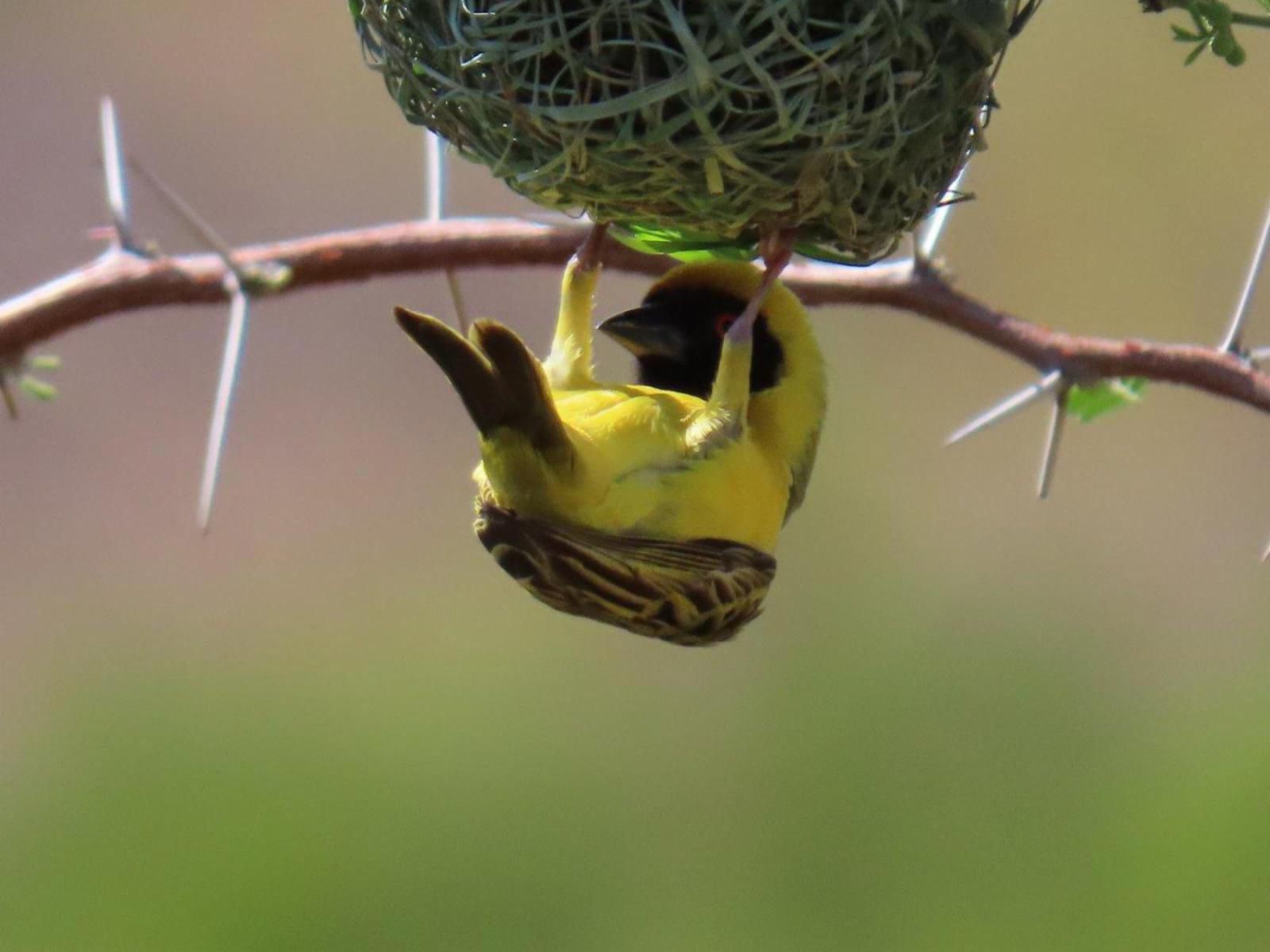 Mthembuskloof Country Lodge Ss Skosana Nature Reserve Mpumalanga South Africa Tit, Bird, Animal