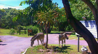 Mtunzini Forest Lodge Mtunzini Kwazulu Natal South Africa Complementary Colors, Zebra, Mammal, Animal, Herbivore