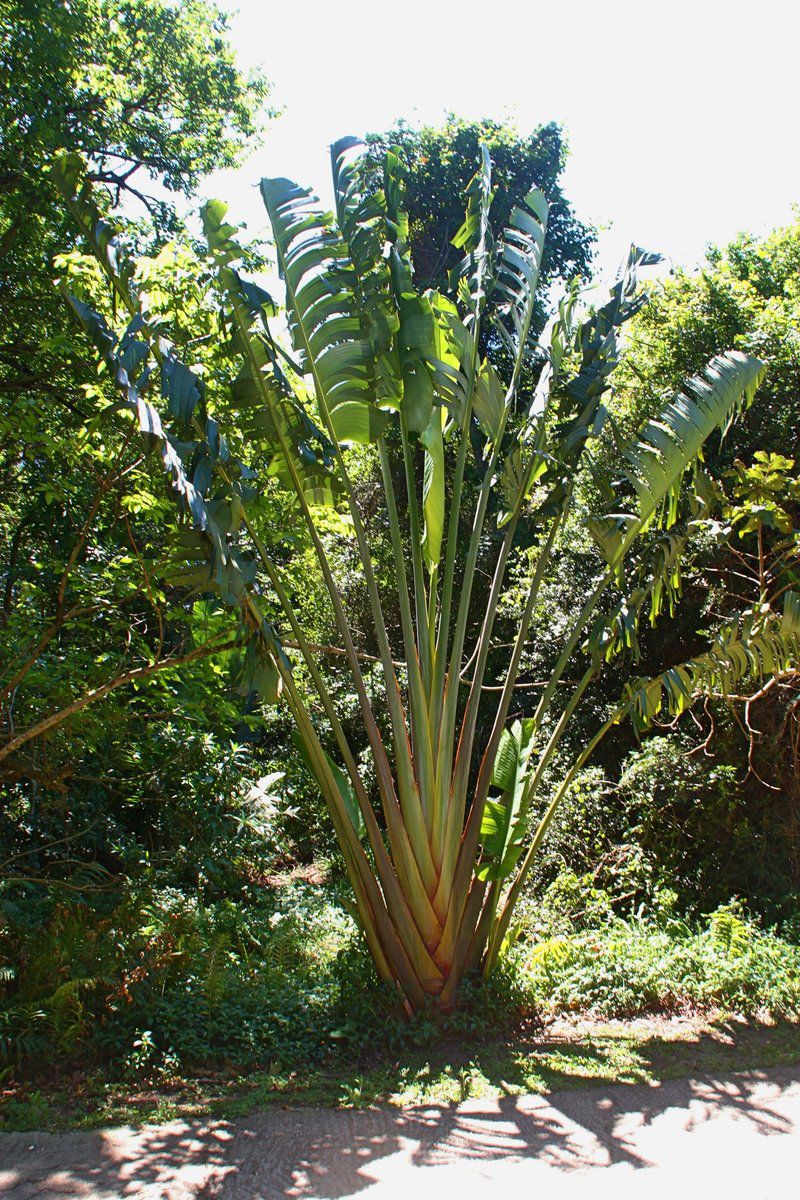 Mtunzini Forest Lodge Mtunzini Kwazulu Natal South Africa Plant, Nature, Tree, Wood, Garden