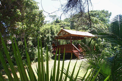 Mtunzini Forest Lodge Mtunzini Kwazulu Natal South Africa Palm Tree, Plant, Nature, Wood, Garden