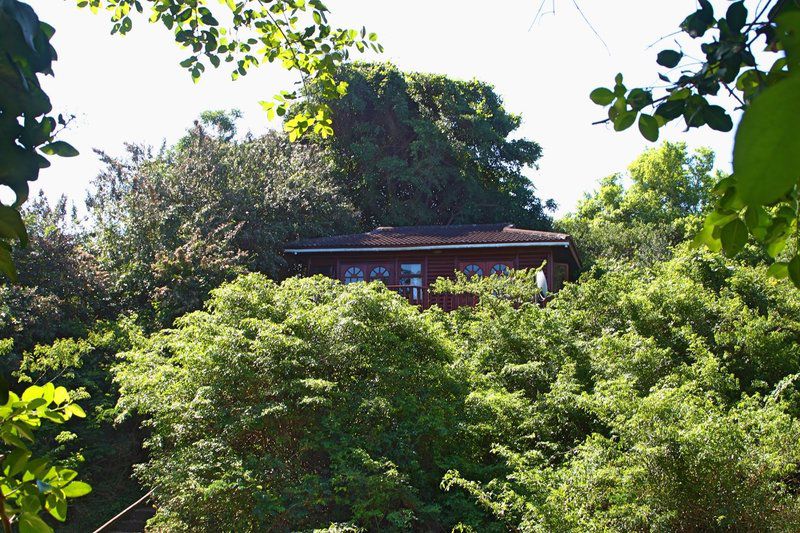 Mtunzini Forest Lodge Mtunzini Kwazulu Natal South Africa Tree, Plant, Nature, Wood