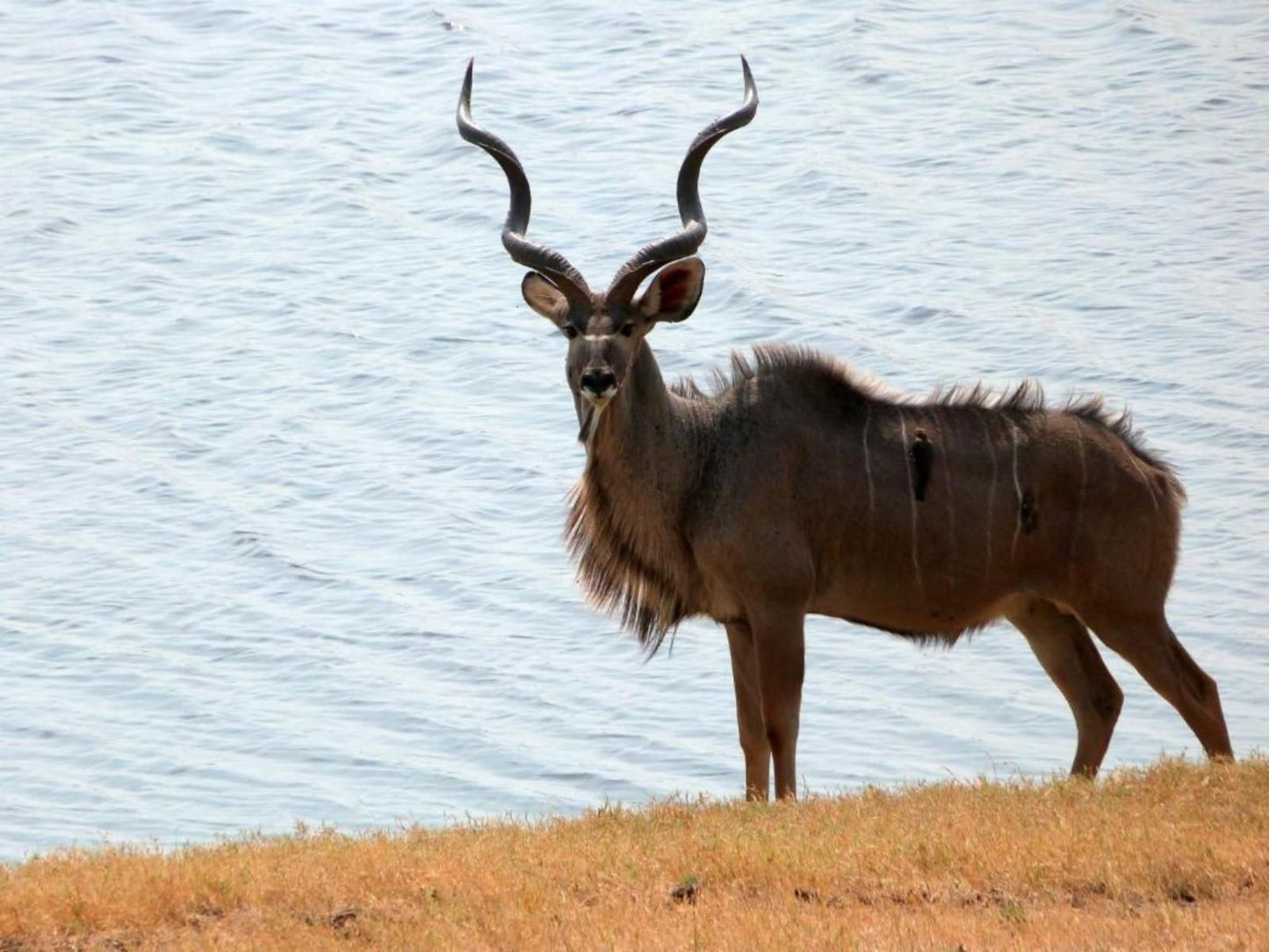 Muchenje Safari Lodge, Animal