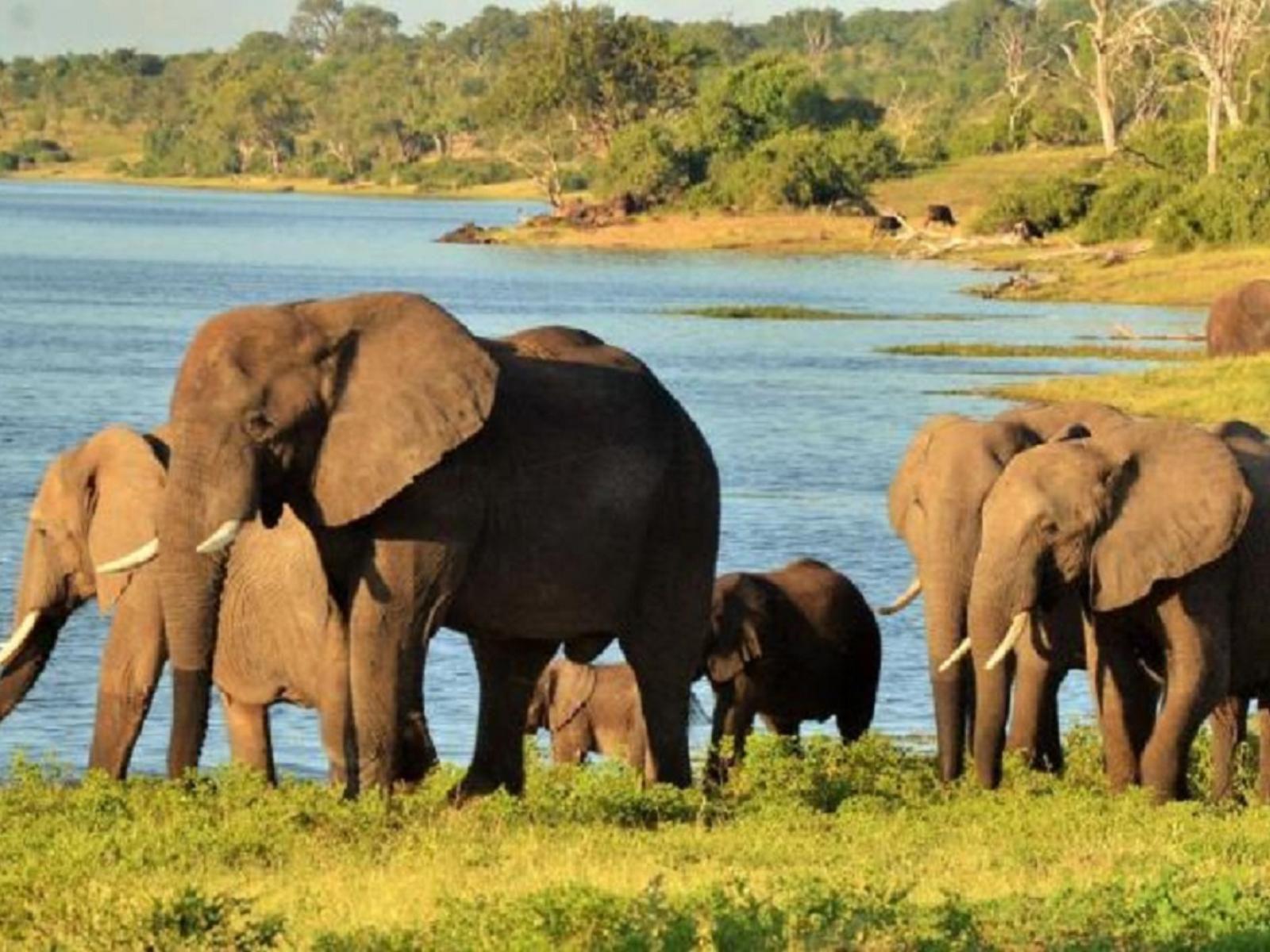 Muchenje Safari Lodge, Elephant, Mammal, Animal, Herbivore