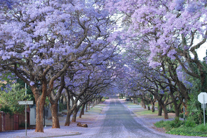 Muckleneuk Guest House Muckleneuk Pretoria Tshwane Gauteng South Africa Blossom, Plant, Nature