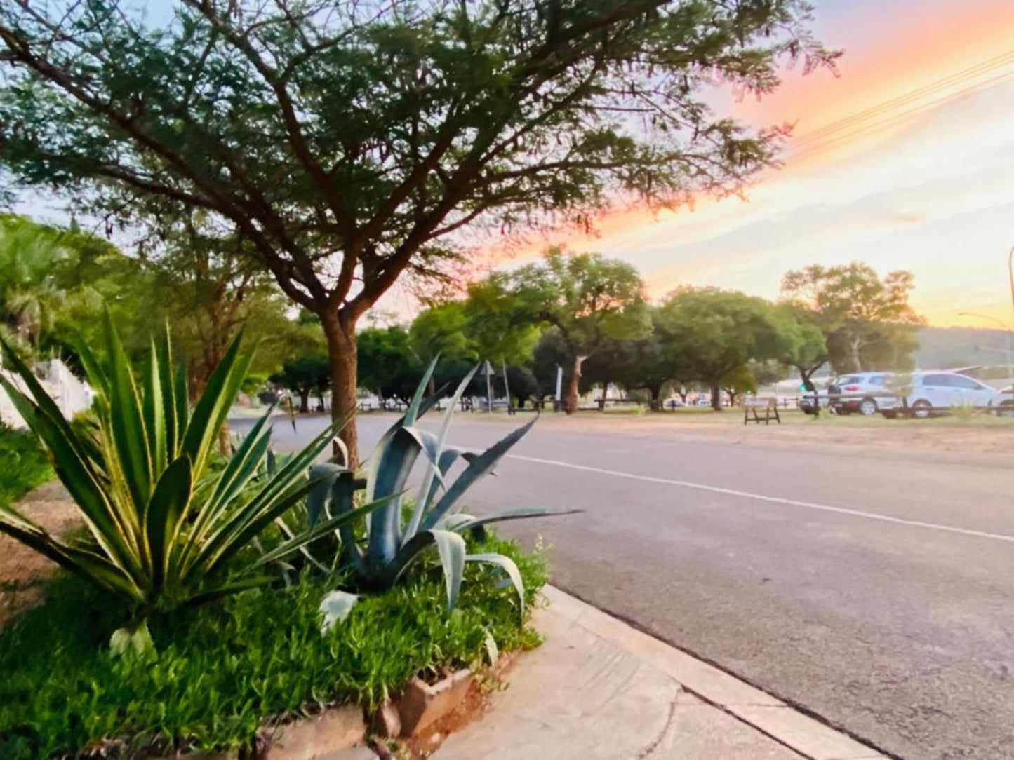 Muckleneuk Manor Muckleneuk Pretoria Tshwane Gauteng South Africa Palm Tree, Plant, Nature, Wood