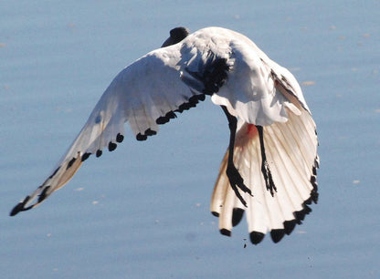 Mudlark River Front Lodge Infanta Western Cape South Africa Bird, Animal