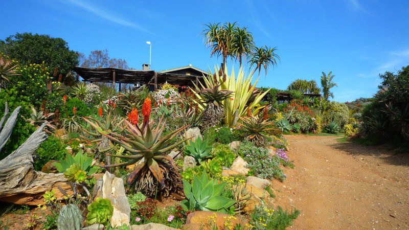 Mudlark River Front Lodge Infanta Western Cape South Africa Complementary Colors, Palm Tree, Plant, Nature, Wood, Garden