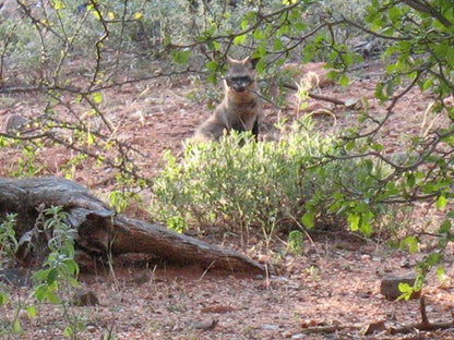 Mudzimu Nthusa Mopane Limpopo Province South Africa Kangaroo, Mammal, Animal, Herbivore