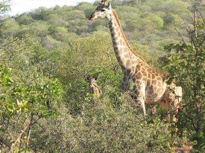 Mudzimu Nthusa Mopane Limpopo Province South Africa Giraffe, Mammal, Animal, Herbivore