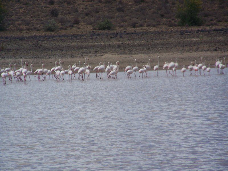 Muggefonteinkaroo Fraserburg Northern Cape South Africa Colorless, Bird, Animal