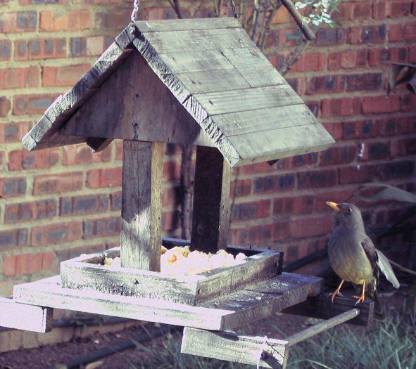 Mulberry Cottage Lonehill Johannesburg Gauteng South Africa Bird, Animal