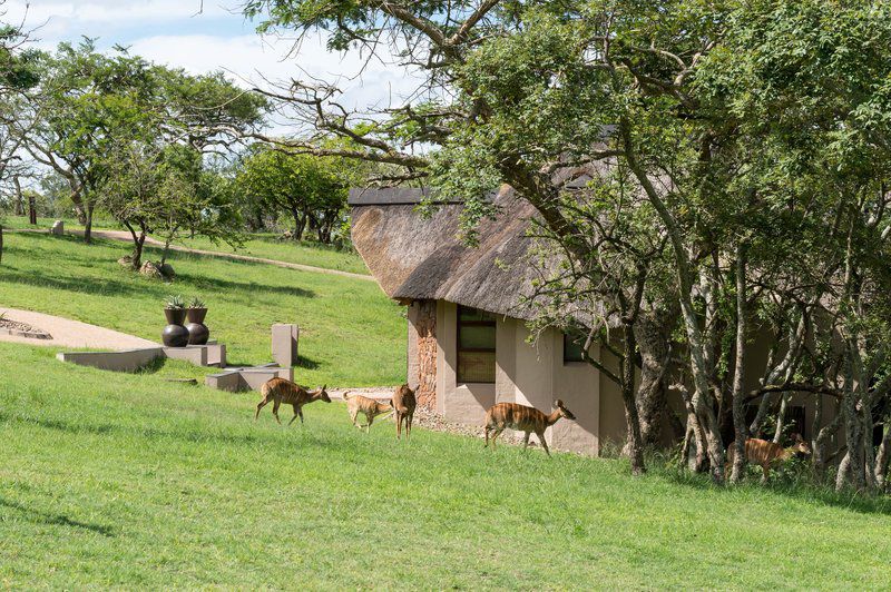 Muluwa Lodge White River Mpumalanga South Africa Animal