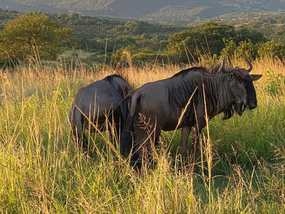 Muluwa Lodge White River Mpumalanga South Africa Rhino, Mammal, Animal, Herbivore