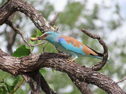 Muluwa Lodge White River Mpumalanga South Africa Kingfisher, Bird, Animal