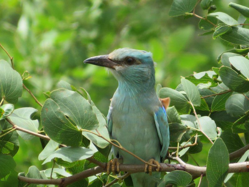 Muluwa Lodge White River Mpumalanga South Africa Kingfisher, Bird, Animal