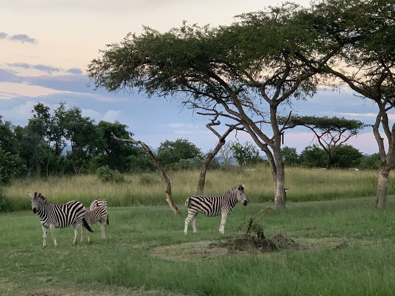 Muluwa Lodge White River Mpumalanga South Africa Zebra, Mammal, Animal, Herbivore, Lowland, Nature