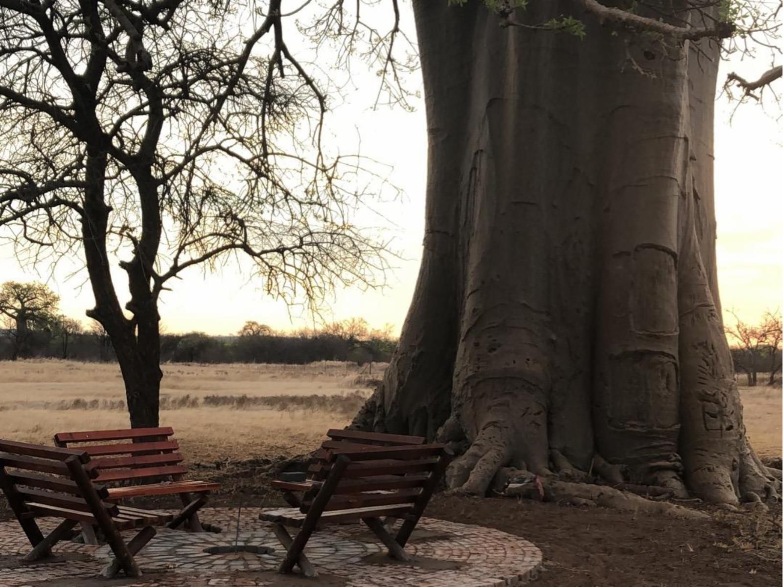 Munati Lodge, Tree, Plant, Nature, Wood