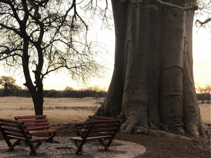 Munati Lodge, Tree, Plant, Nature, Wood