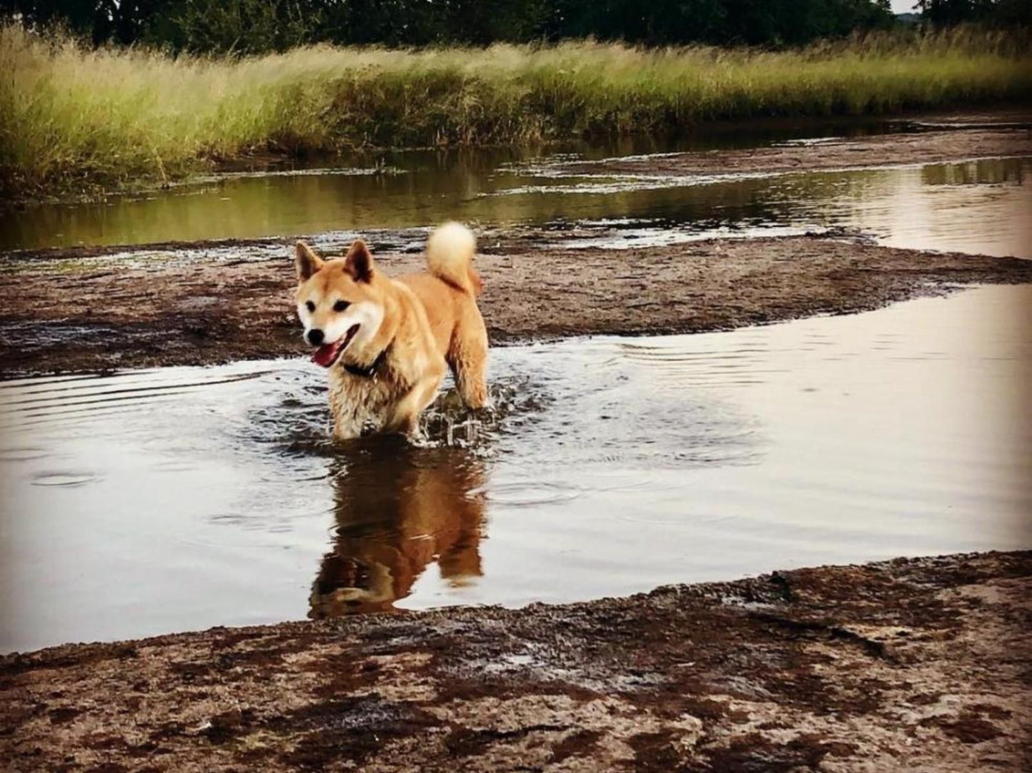 Munati Lodge, Dog, Mammal, Animal, Pet, River, Nature, Waters, Waterskiing, Water Sport, Sport, Person