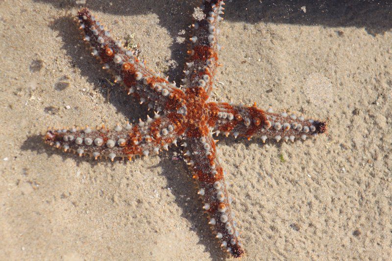 Murphys Beachview Port Elizabeth Eastern Cape South Africa Starfish, Marine Animal, Animal