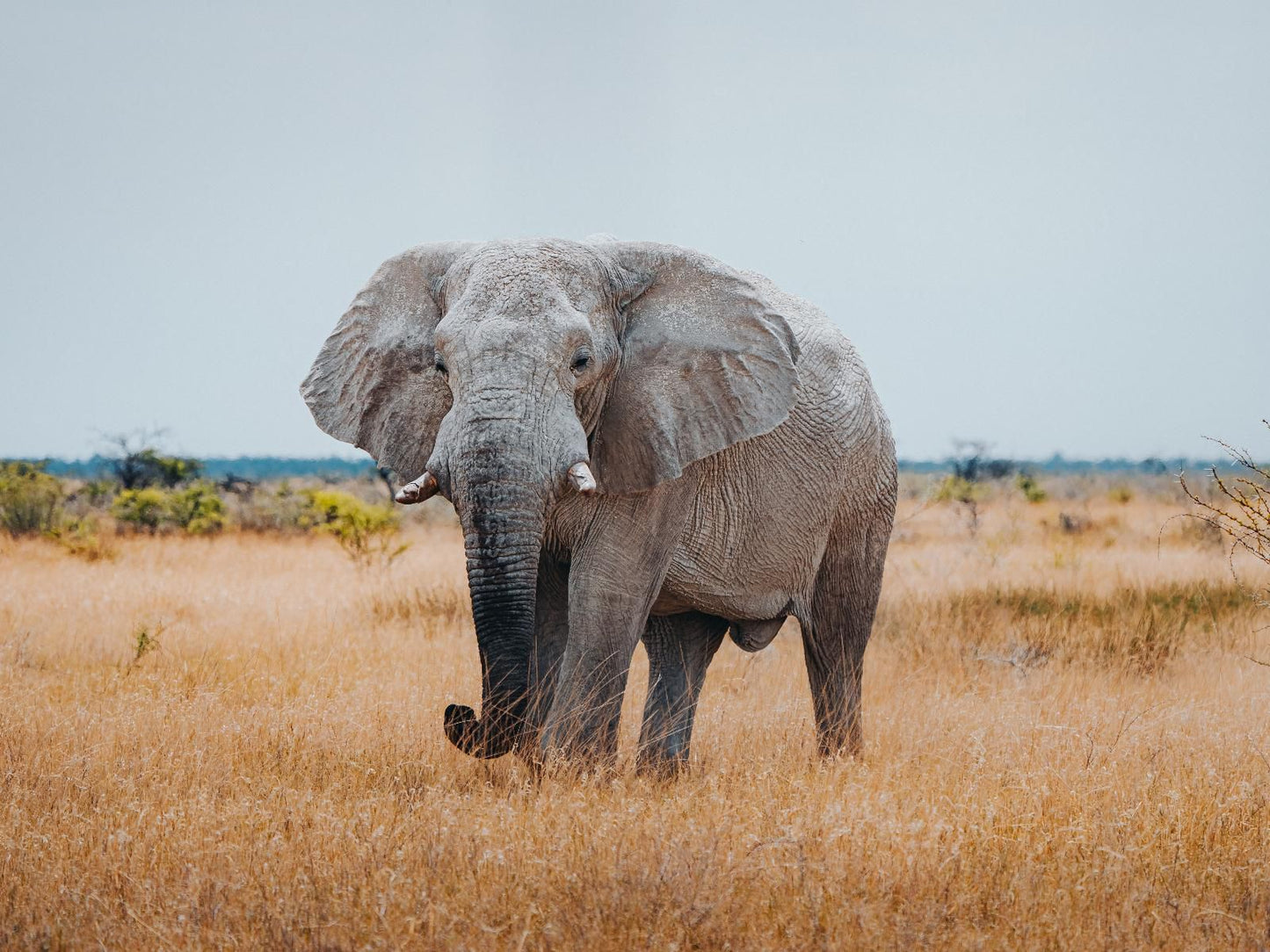 Mushara Bush Camp, Elephant, Mammal, Animal, Herbivore