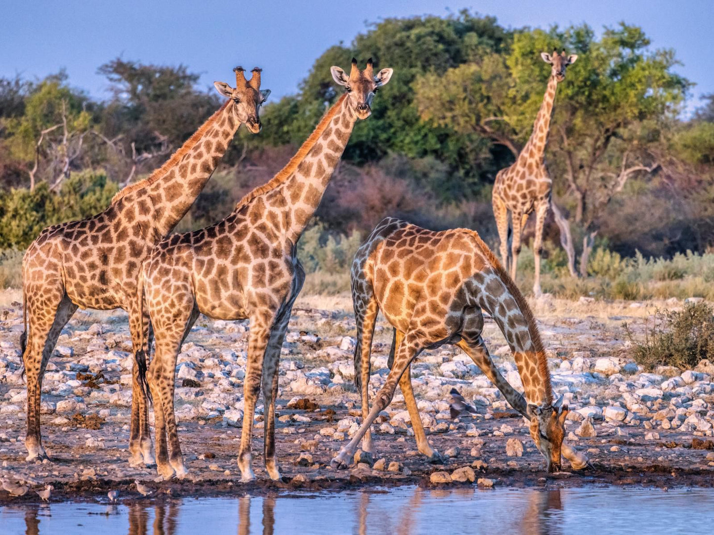 Mushara Bush Camp, Giraffe, Mammal, Animal, Herbivore