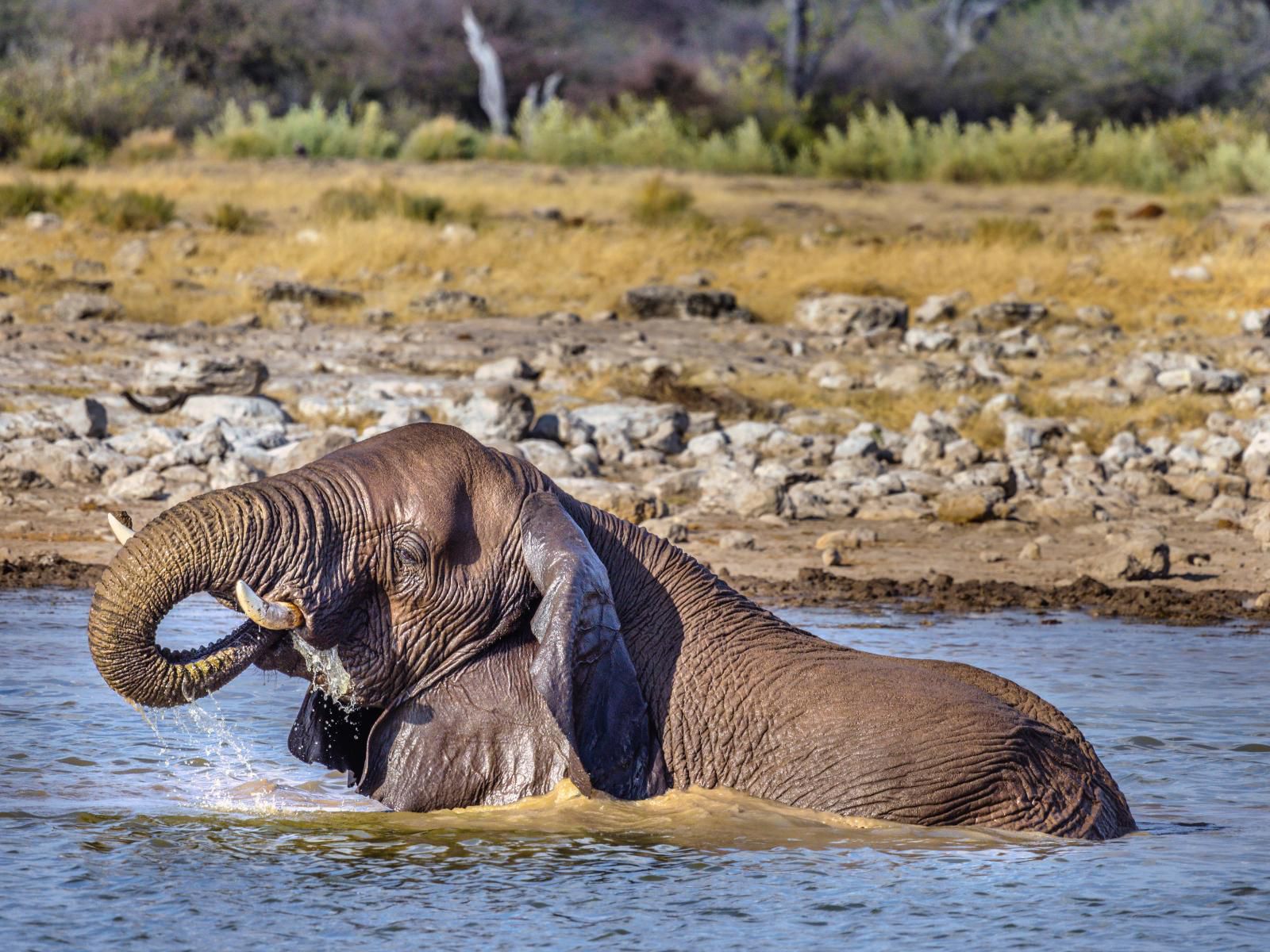 Mushara Lodge, Elephant, Mammal, Animal, Herbivore