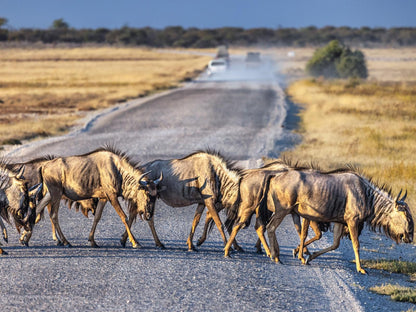 Mushara Lodge, Gnu, Mammal, Animal, Herbivore