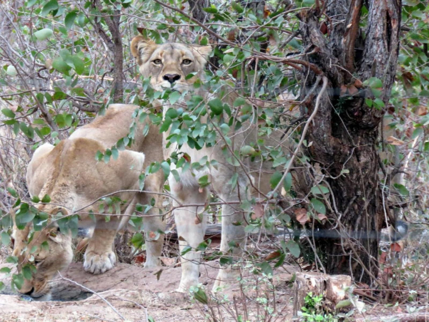 Mutsami Private Bush Lodge Grietjie Nature Reserve Limpopo Province South Africa Unsaturated, Lion, Mammal, Animal, Big Cat, Predator