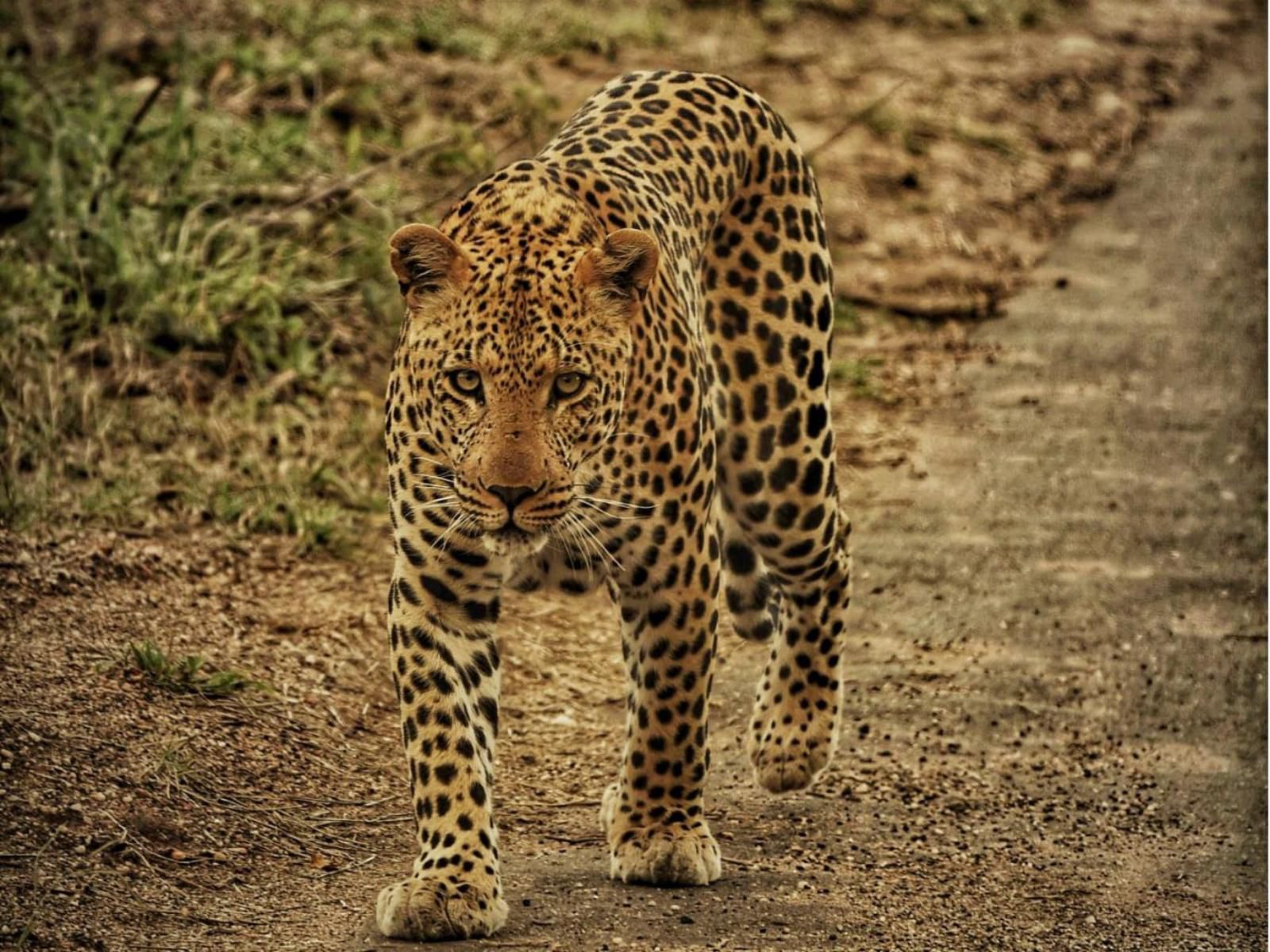 Mutsami Private Bush Lodge Grietjie Nature Reserve Limpopo Province South Africa Sepia Tones, Leopard, Mammal, Animal, Big Cat, Predator