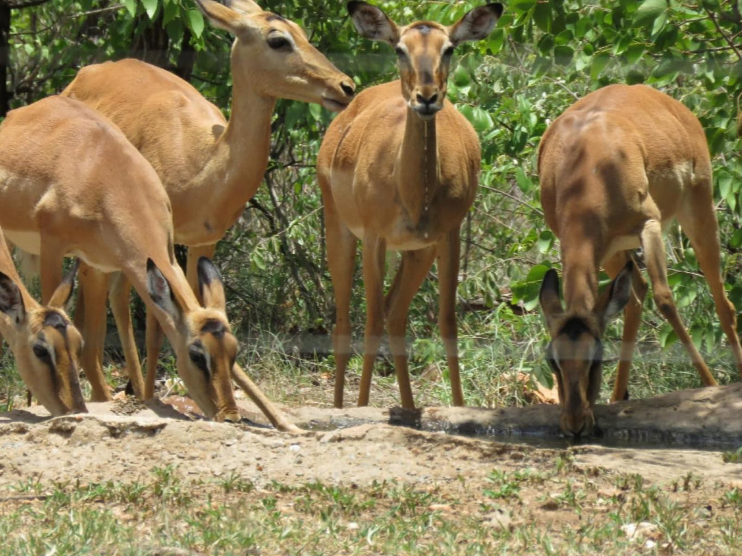 Mutsami Private Bush Lodge Grietjie Nature Reserve Limpopo Province South Africa Animal