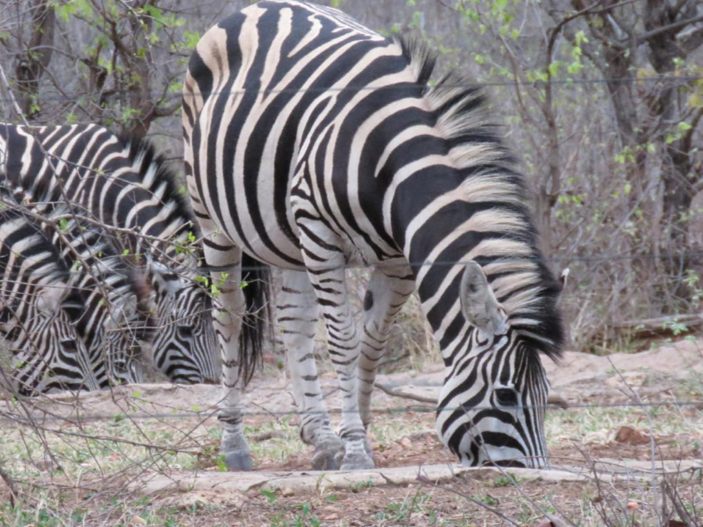 Mutsami Private Bush Lodge Grietjie Nature Reserve Limpopo Province South Africa Unsaturated, Zebra, Mammal, Animal, Herbivore