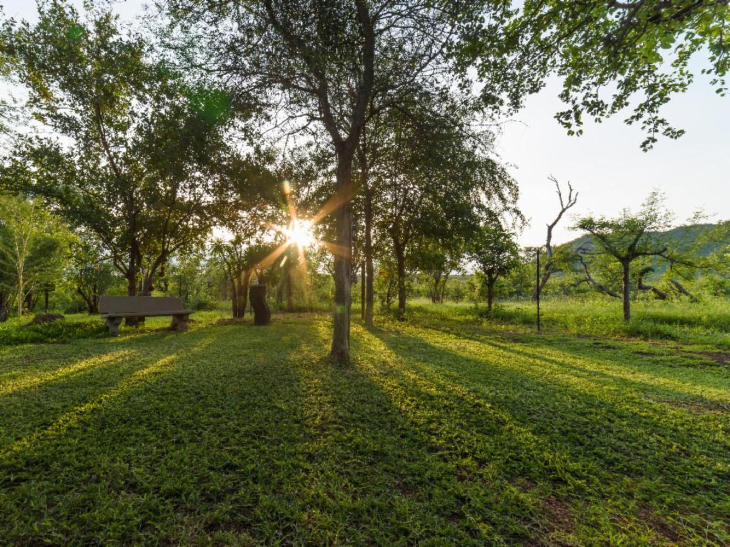 Mutsami Private Bush Lodge Grietjie Nature Reserve Limpopo Province South Africa Field, Nature, Agriculture, Tree, Plant, Wood