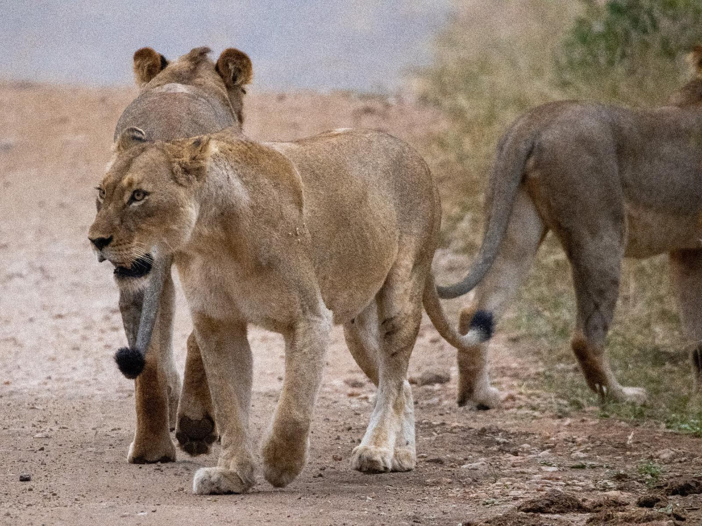 Muweti Bush Lodge Phalaborwa Limpopo Province South Africa Lion, Mammal, Animal, Big Cat, Predator