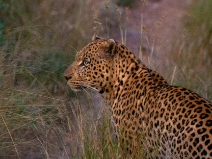Muweti Bush Lodge Phalaborwa Limpopo Province South Africa Leopard, Mammal, Animal, Big Cat, Predator