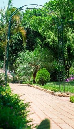 Mwafika Garden Lodge Sunnyside Pretoria Tshwane Gauteng South Africa Colorful, Palm Tree, Plant, Nature, Wood, Garden