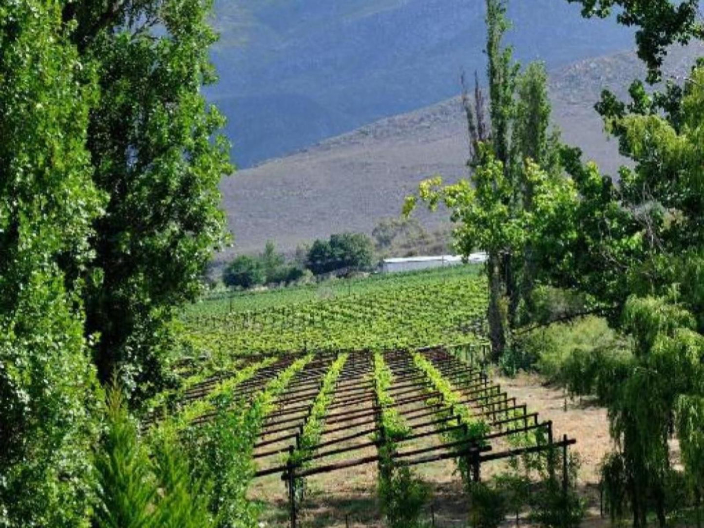 Mymering Wine And Guest Estate Ladismith Western Cape South Africa Field, Nature, Agriculture