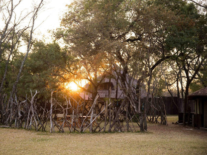 Mziki Safari Lodge Mziki Nature Reserve North West Province South Africa Tree, Plant, Nature, Wood