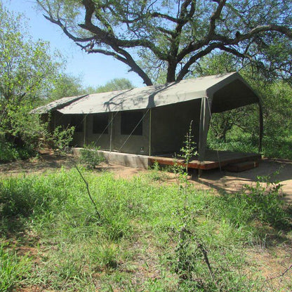 Mzsingitana Tented Camp, Manyeleti Reserve, Manyeleti Reserve
