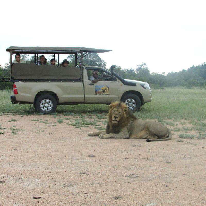 Lion, Mammal, Animal, Big Cat, Predator, Mzsingitana Tented Camp, Manyeleti Reserve, Manyeleti Reserve