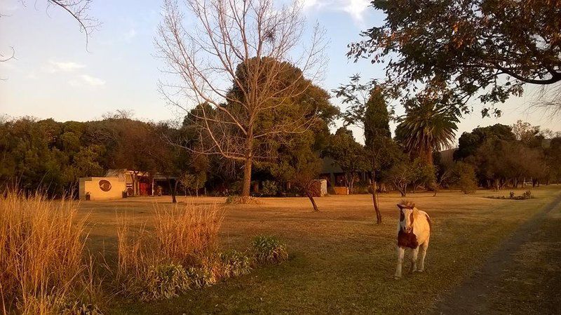 Na Na Be Lodge Magaliesburg Gauteng South Africa Palm Tree, Plant, Nature, Wood