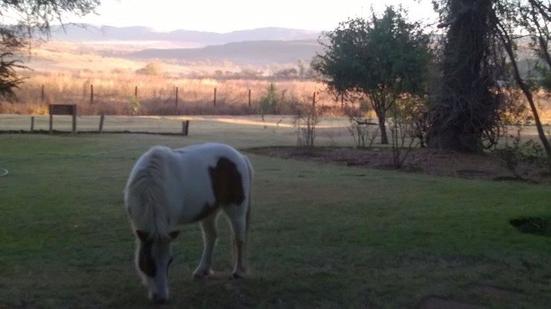 Na Na Be Lodge Magaliesburg Gauteng South Africa Cow, Mammal, Animal, Agriculture, Farm Animal, Herbivore, Horse