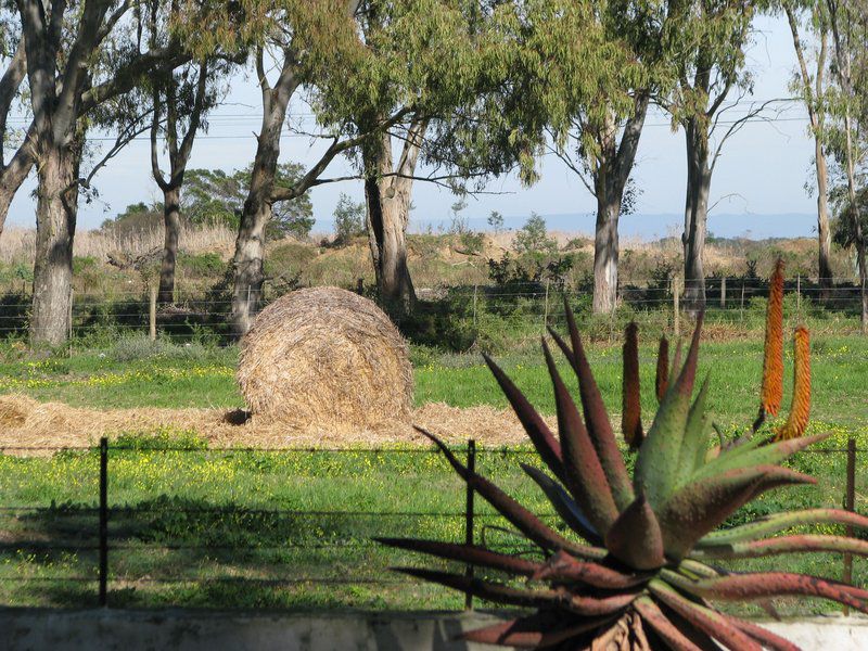 Nacht Wacht Self Catering Cottages Bredasdorp Western Cape South Africa Cactus, Plant, Nature, Field, Agriculture